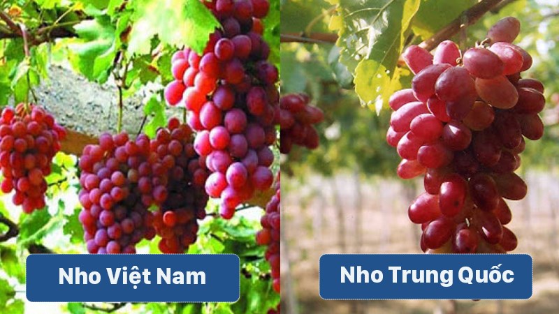 Nhận diện 6 loại trái cây Trung Quốc đang bán tràn lan trên sạp hoa quả Việt - Ảnh 2.