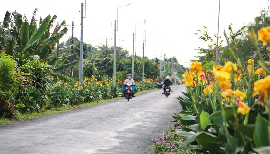 Vĩnh Long: Con đường hoa nở khiến nhiều người &quot;phát sốt&quot; đang trồng những loài hoa gì? - Ảnh 2.