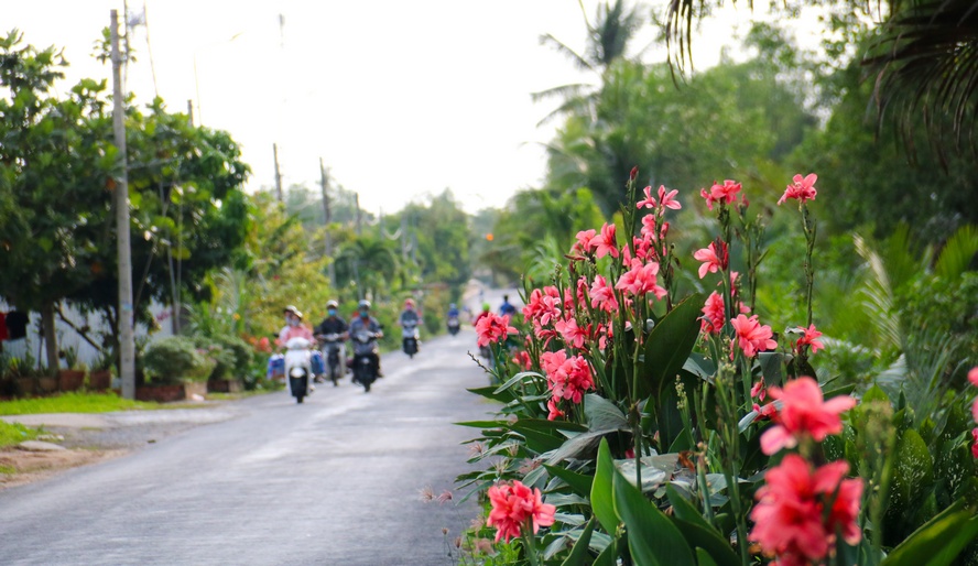 Vĩnh Long: Con đường hoa nở khiến nhiều người &quot;phát sốt&quot; đang trồng những loài hoa gì? - Ảnh 5.