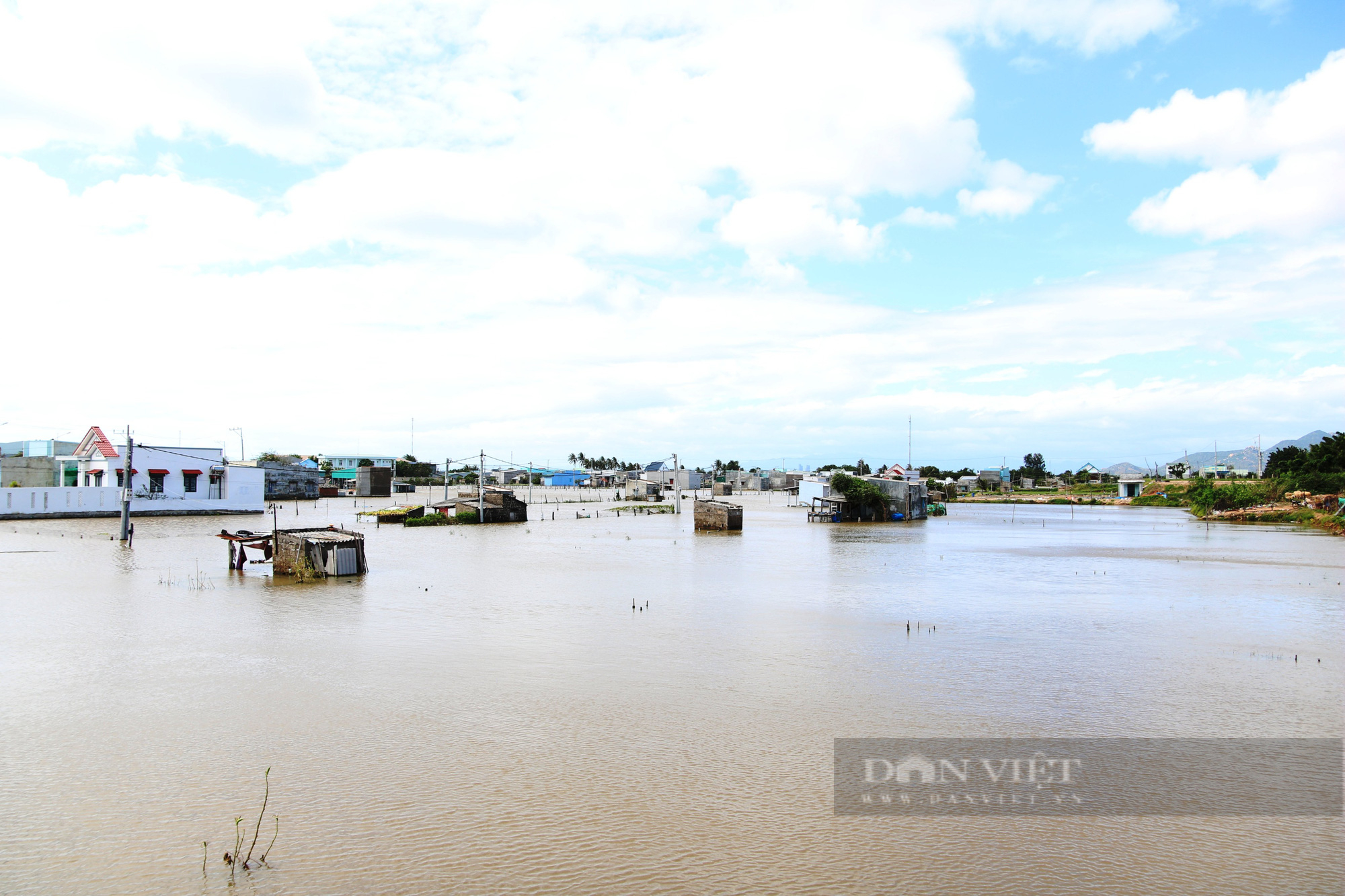 Nông dân khóc ròng vì nông sản hư do mưa lũ gây thiệt hại ở Ninh Thuận - Ảnh 5.