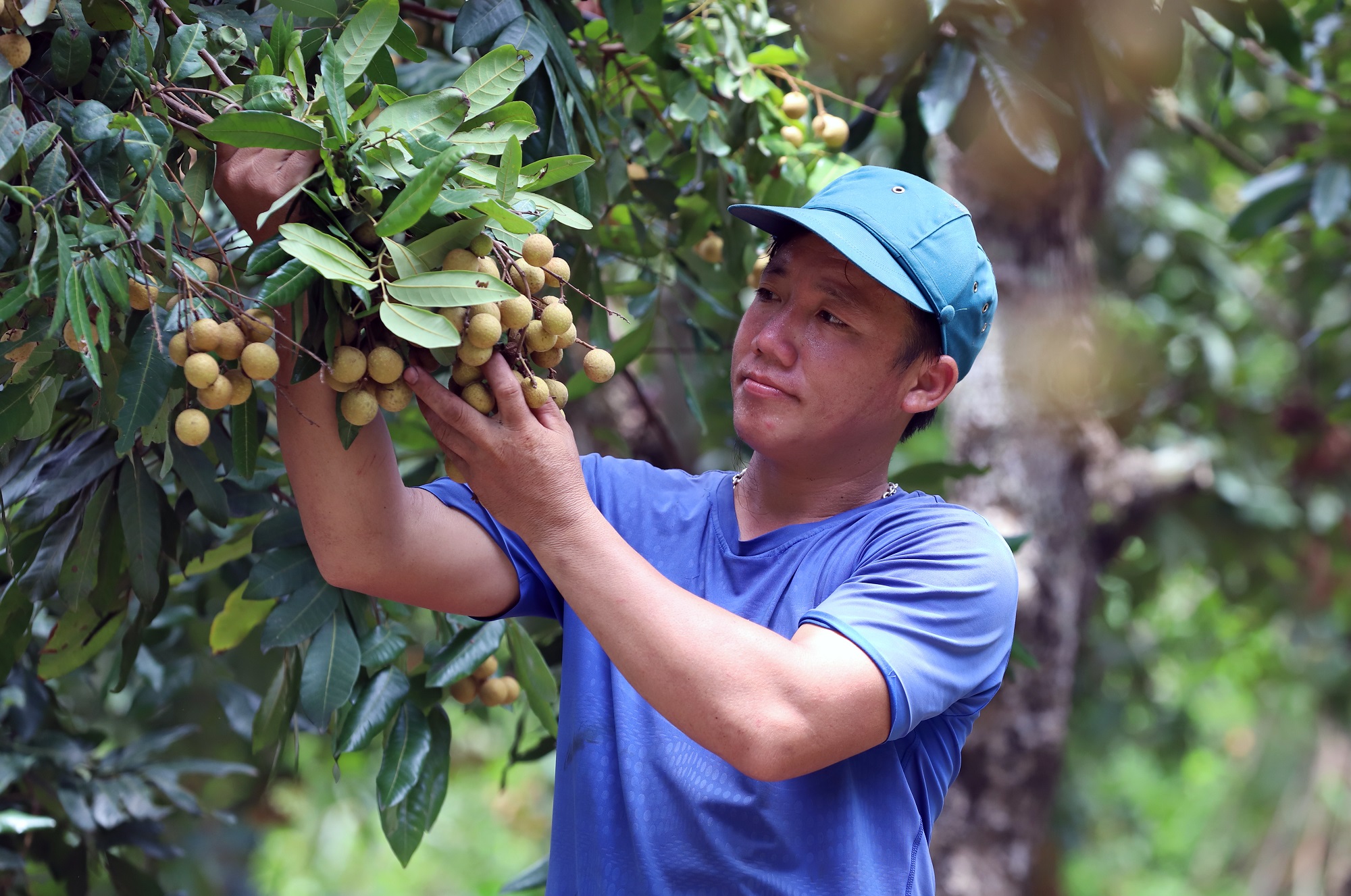 Chưa từng có: Mỹ, Trung Quốc, Nhật Bản tăng tốc thu mua, Việt Nam có thể thu 47 tỷ USD nhờ bán nông sản - Ảnh 1.