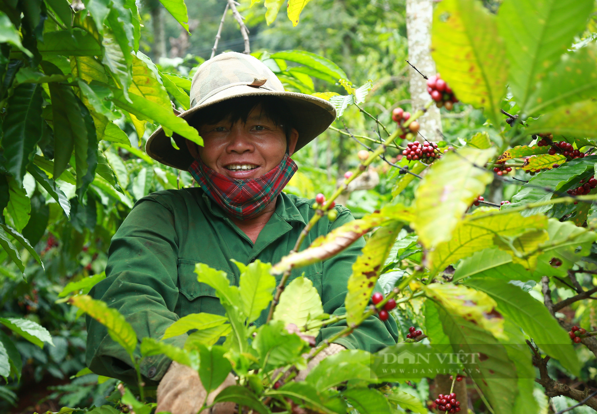 Mùa cà phê chín đỏ tại Đắk Lắk - Ảnh 6.
