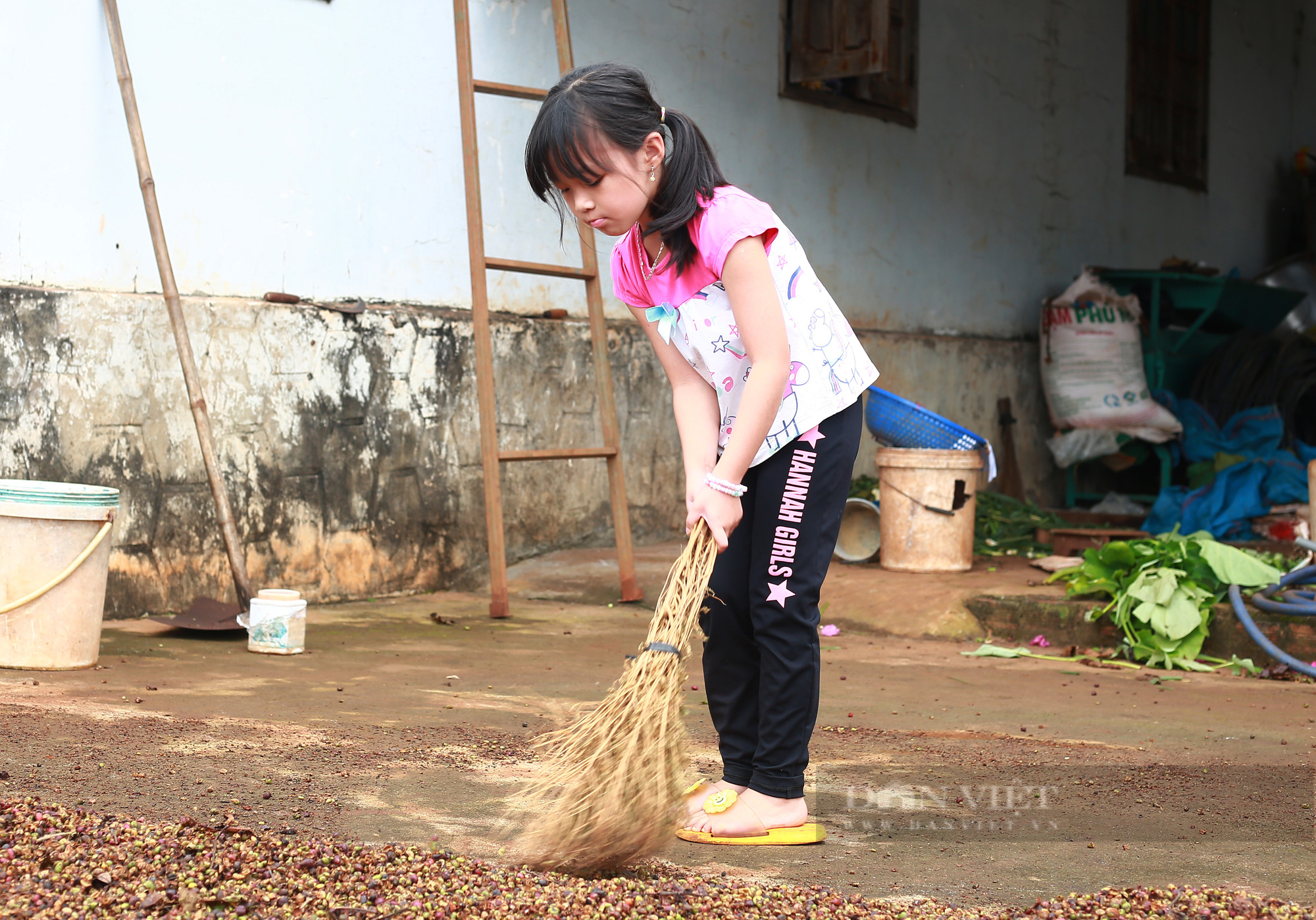 Mùa cà phê chín đỏ tại Đắk Lắk - Ảnh 12.