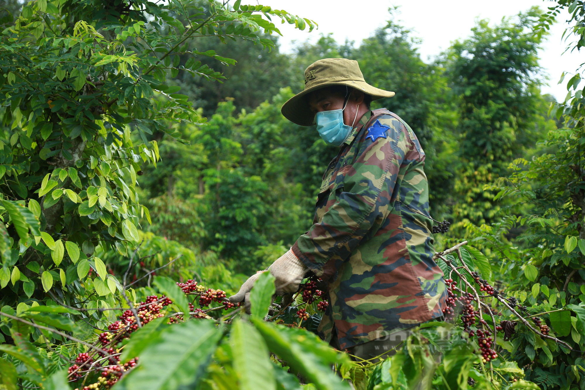 Mùa cà phê chín đỏ tại Đắk Lắk - Ảnh 1.