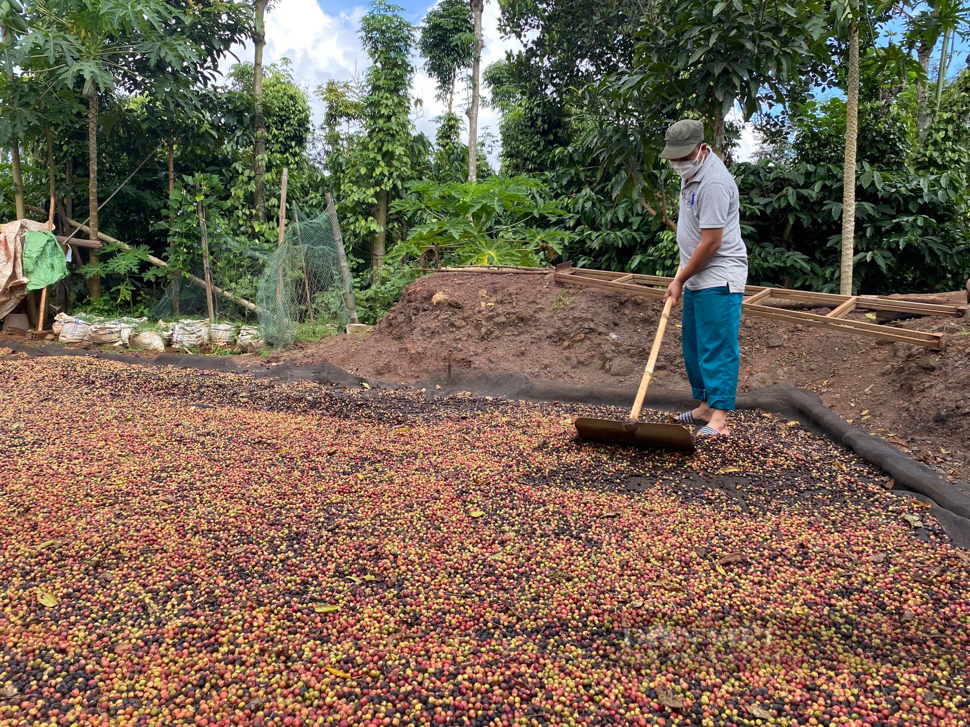 Mùa cà phê chín đỏ tại Đắk Lắk - Ảnh 10.