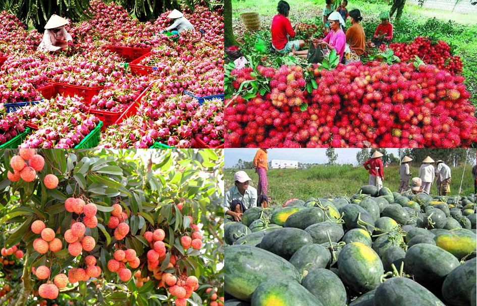 Xuất khẩu rau quả của Việt Nam sang Trung Quốc cuối năm sẽ biến động thế nào? - Ảnh 1.