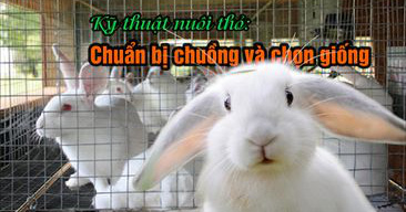 Kỹ thuật nuôi thỏ: Chuẩn bị chuồng và chọn giống