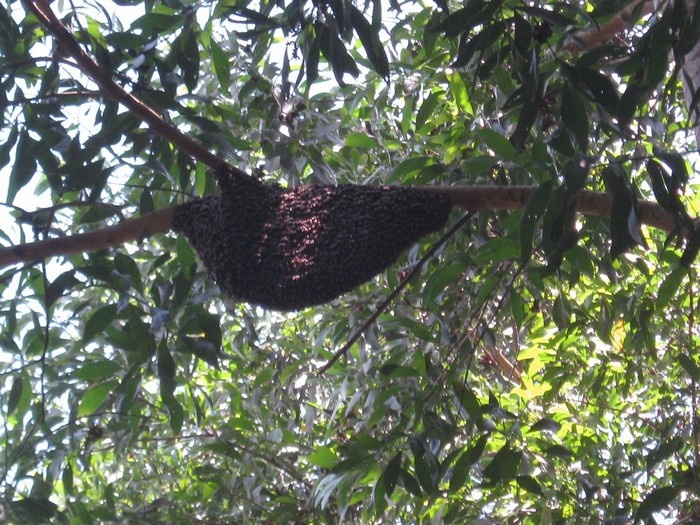  Đi rừng U Minh Hạ mua mắm ong non - Ảnh 4.