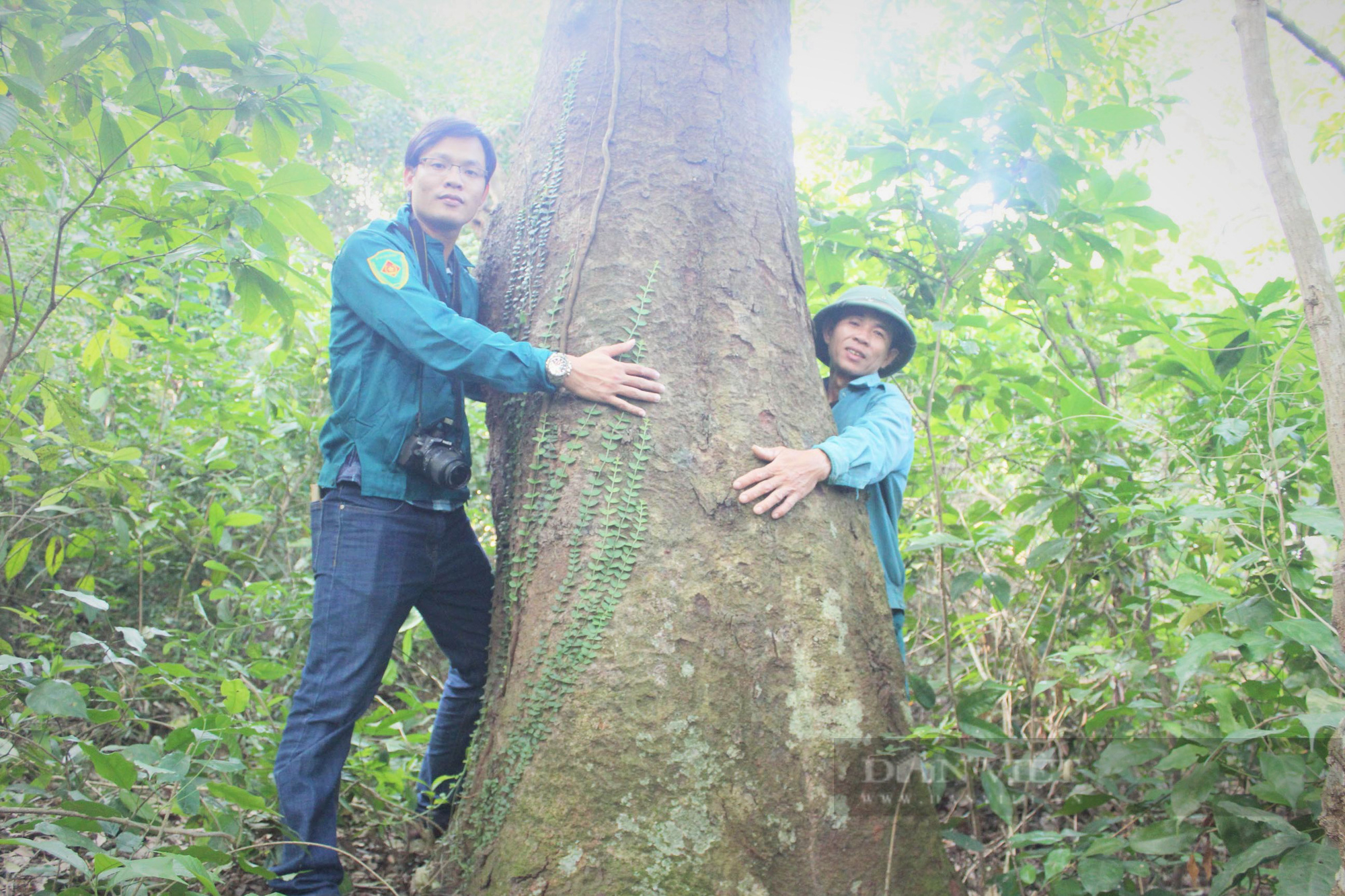 Hương ước kỳ lạ rừng lim xanh hàng trăm tuổi độc nhất ở huyện lúa Nghệ An - Ảnh 3.