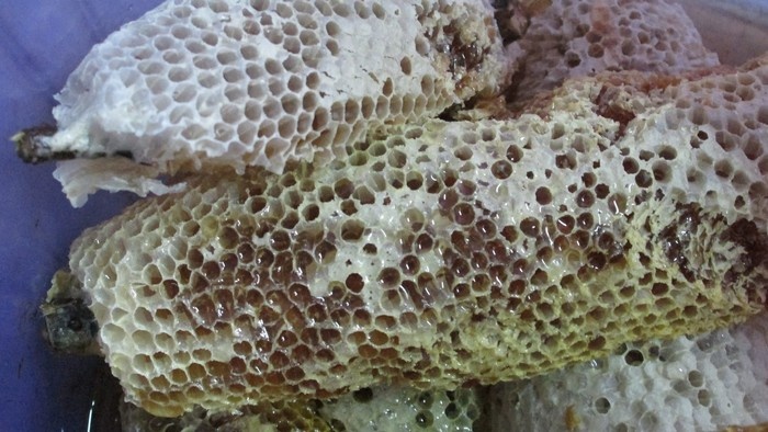  Đi rừng U Minh Hạ mua mắm ong non - Ảnh 6.