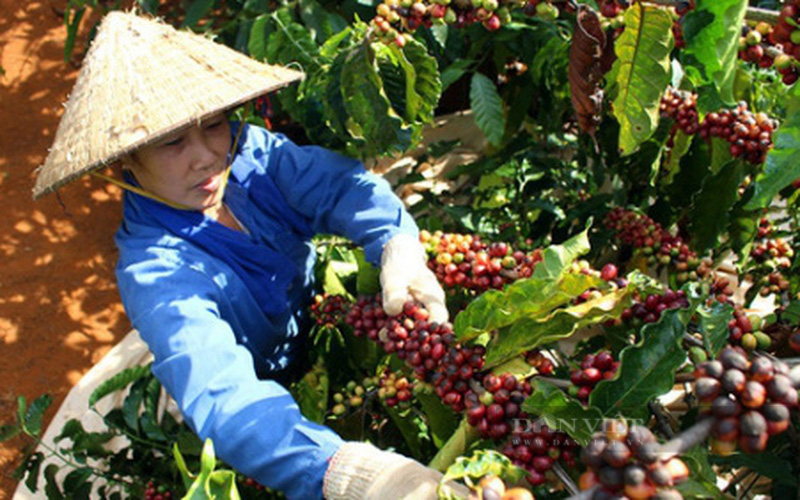 Nỗi buồn &quot;thắt ruột&quot; của cà phê Việt Nam xuất khẩu sang Nga - Ảnh 7.