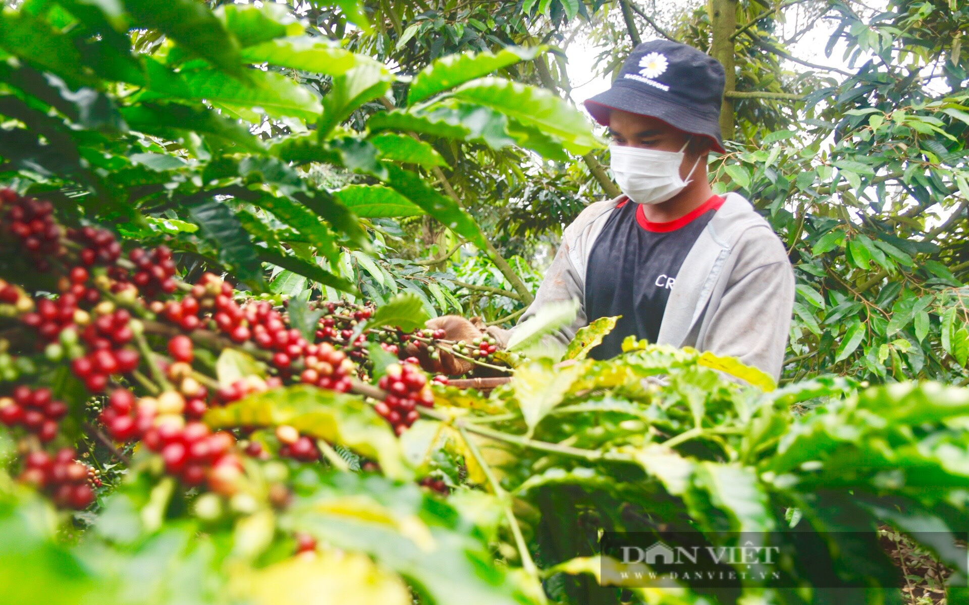 Nỗi buồn &quot;thắt ruột&quot; của cà phê Việt Nam xuất khẩu sang Nga