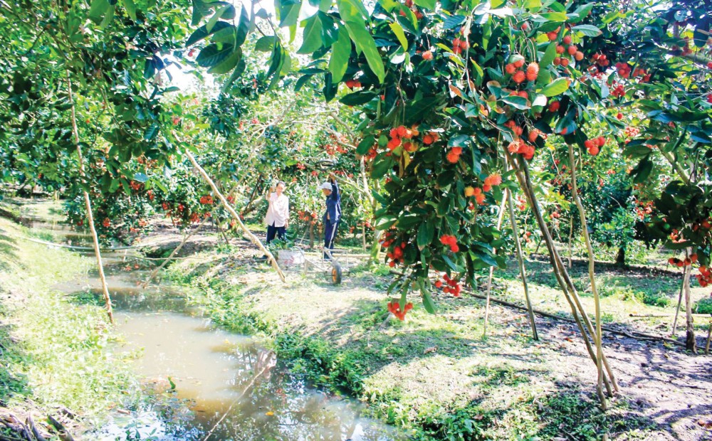 Giá chôm chôm tăng - Ảnh 1.