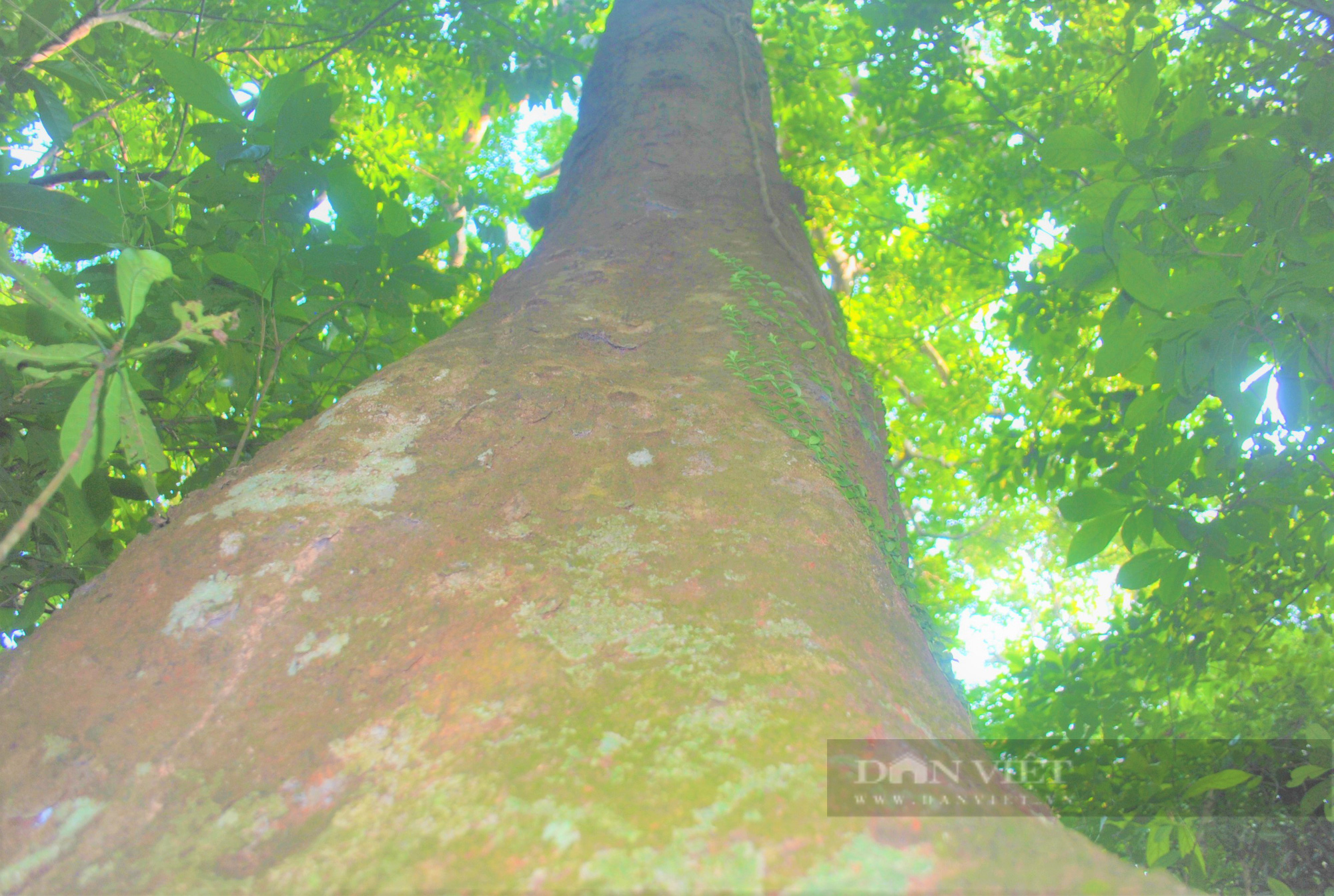 Hương ước kỳ lạ rừng lim xanh hàng trăm tuổi độc nhất ở huyện lúa Nghệ An - Ảnh 5.