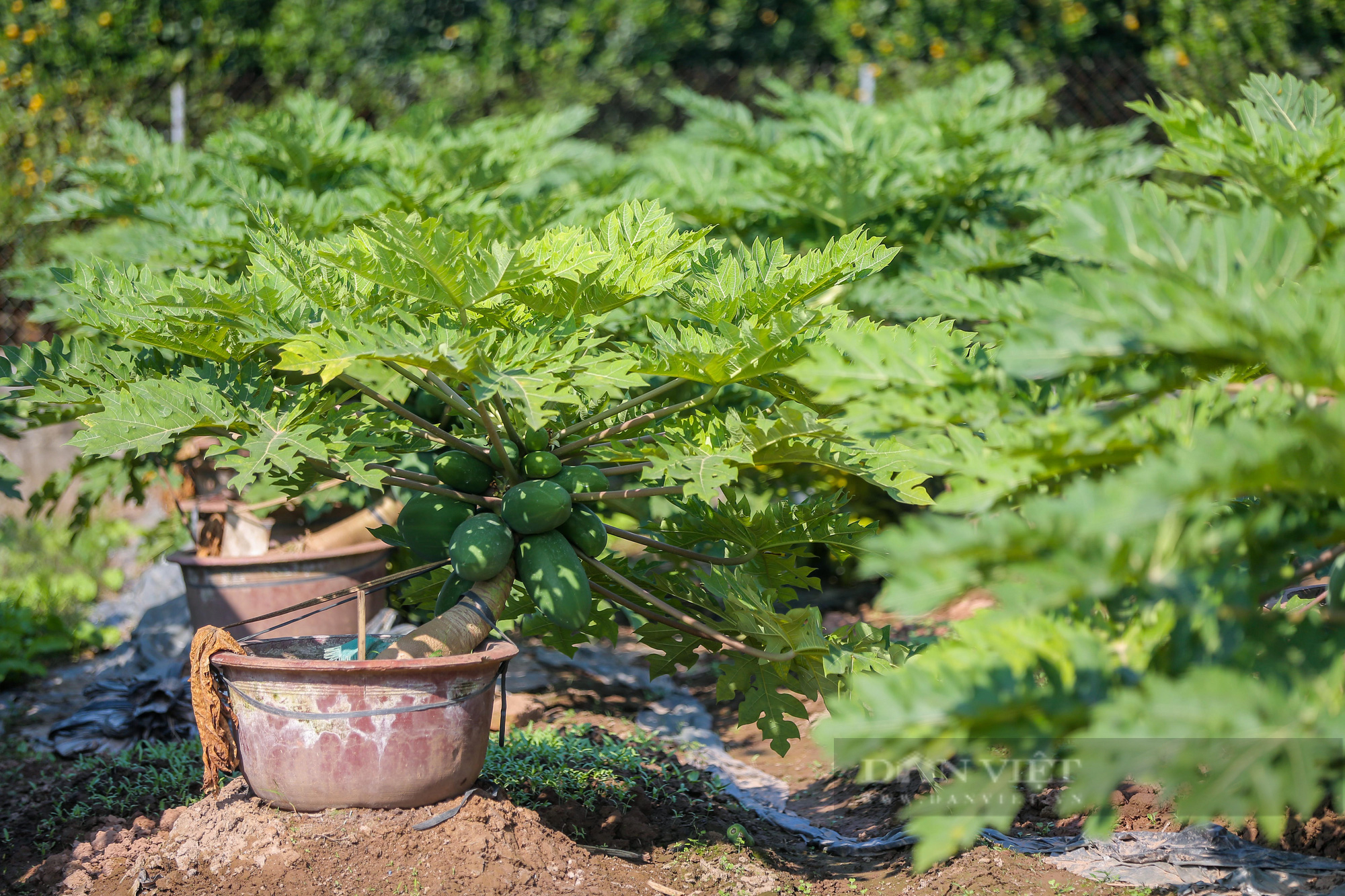 Ngắm đu đủ bonsai tiền triệu vừa khó trồng lại kén người chơi - Ảnh 9.