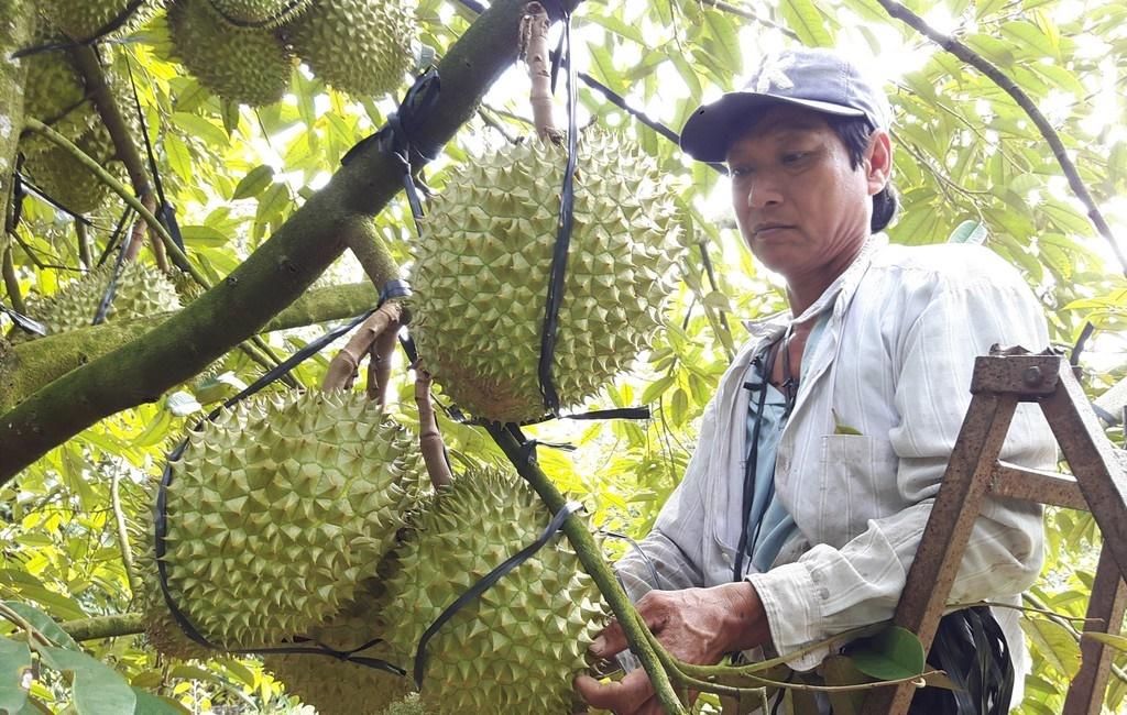 PHÂN BÓN HỮU CƠ CAO CẤP OM CAMAU: ĐẤT GIÀU - CÂY KHỎE - Ảnh 1.