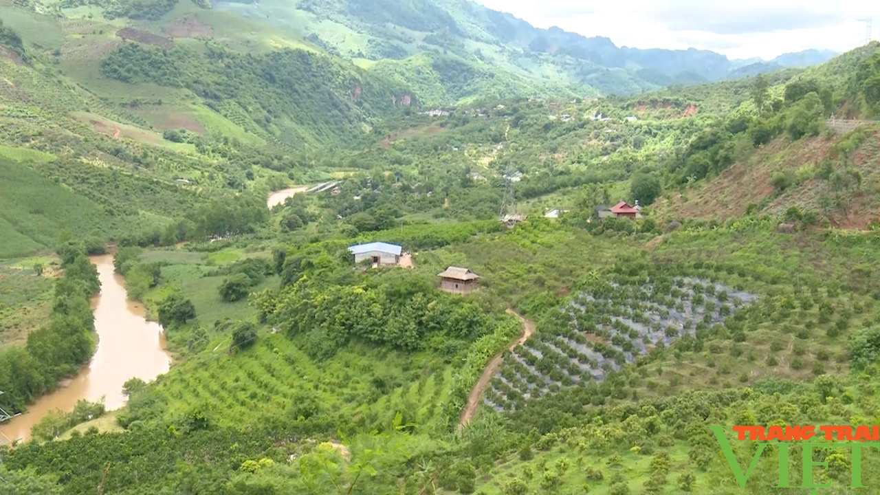 Nông thôn Tây Bắc: Triển vọng phát triển cây Na Thái tại Chiềng Hắc - Ảnh 4.