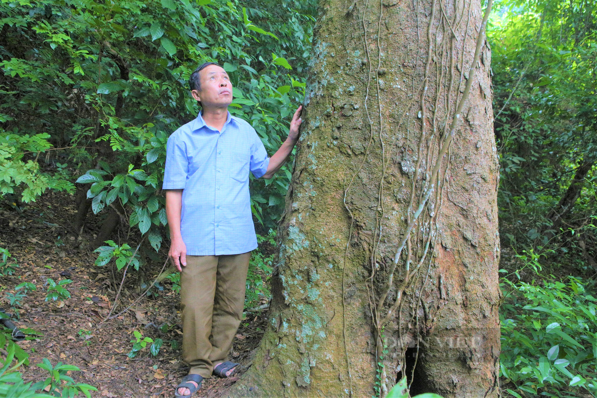 Hương ước kỳ lạ rừng lim xanh hàng trăm tuổi độc nhất ở huyện lúa Nghệ An - Ảnh 8.
