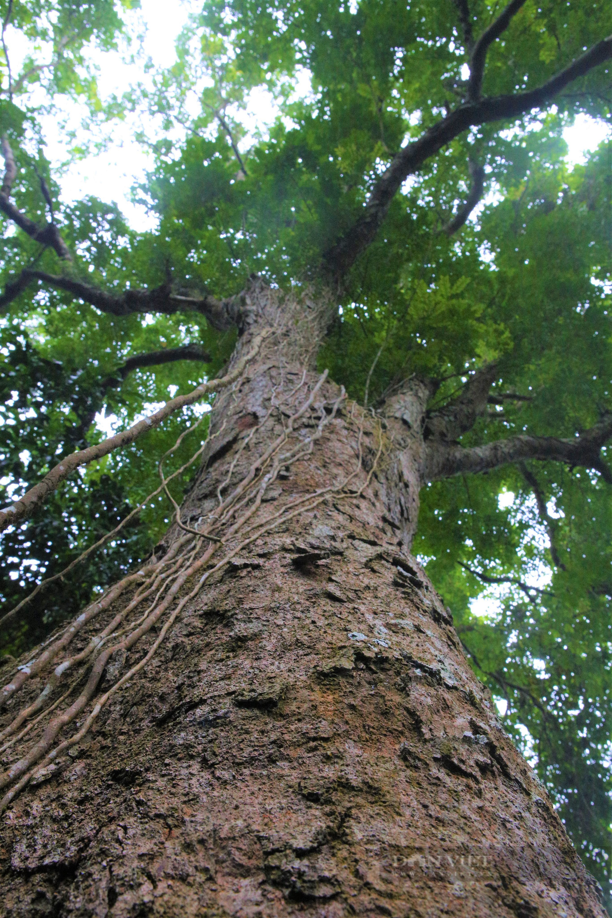 Hương ước kỳ lạ rừng lim xanh hàng trăm tuổi độc nhất ở huyện lúa Nghệ An - Ảnh 9.