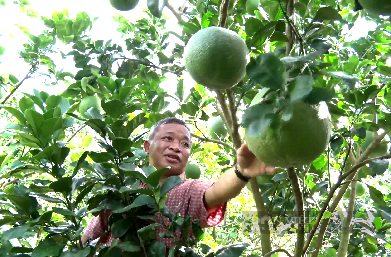 Tiền Giang: Đam mê trồng loại cây cho trái chưng mâm ngũ quả, ông nông dân thu nửa tỷ mỗi năm - Ảnh 2.