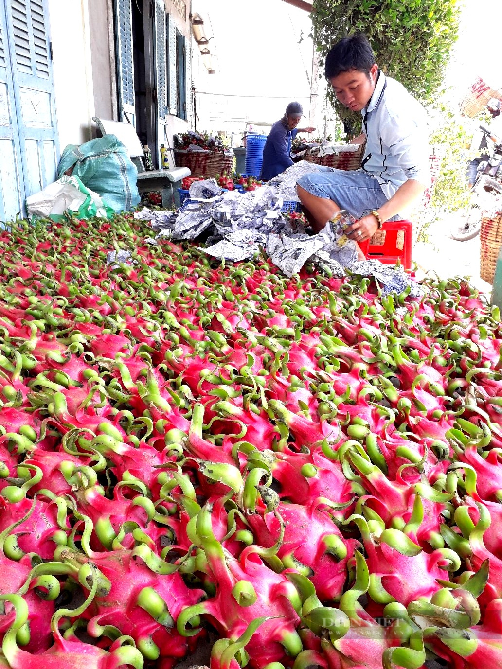 Xuất khẩu thanh long: Trung Quốc hắt mũi, “Thủ phủ thanh long miền Tây” sụt sùi - Ảnh 4.