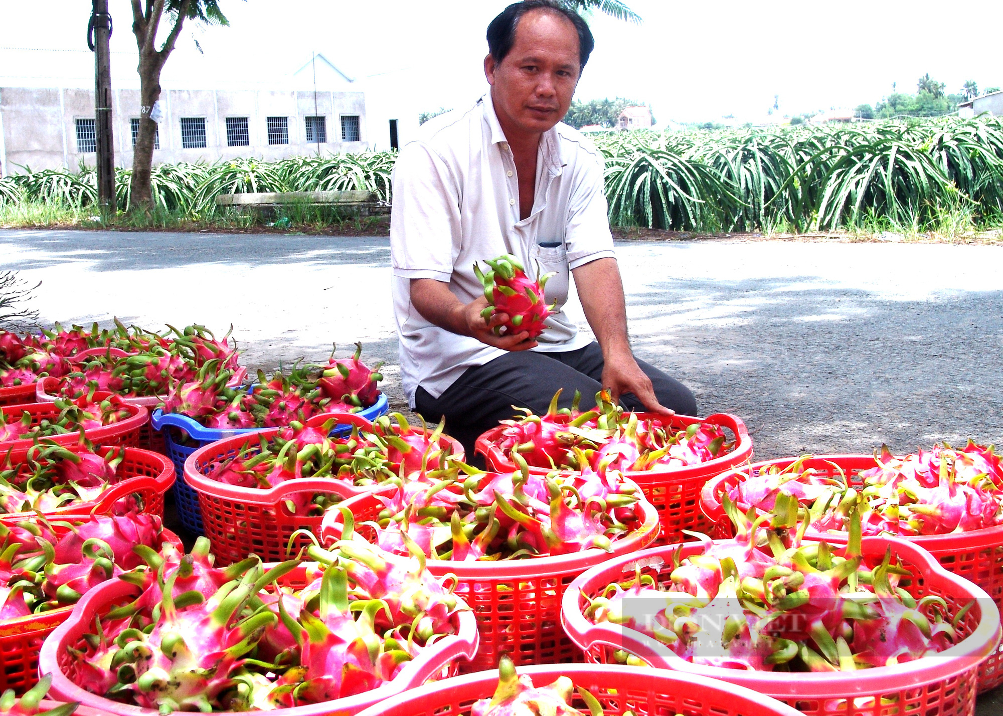 Xuất khẩu thanh long: Trung Quốc hắt mũi, “Thủ phủ thanh long miền Tây” sụt sùi - Ảnh 3.