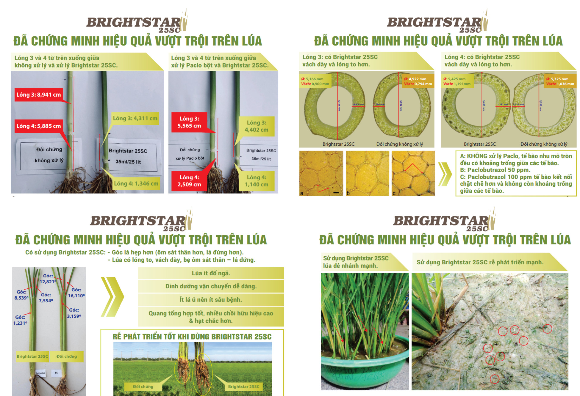 Brighstar 25SC: Giải pháp chống đổ ngã tối ưu, an toàn cho đất và cây trồng - Ảnh 1.