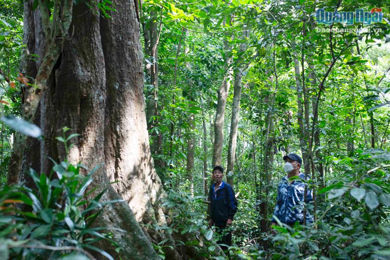 &quot;Báu vật&quot; của làng này ở tỉnh Quảng Ngãi là một khu rừng già âm u, chỉ có 7ha mà đầy cây cổ thụ - Ảnh 1.