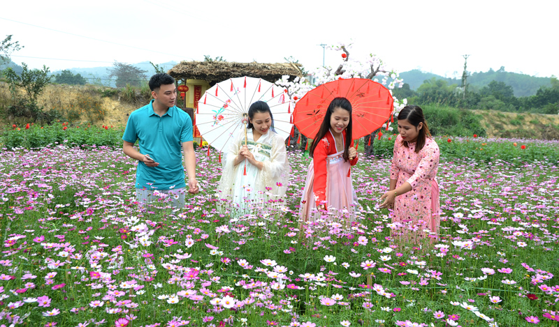 Tuyên Quang: Trồng cây cảnh đang hot, trồng hoa đẹp như phim, trai xinh gái đẹp tới xem, nông dân kiếm bộn tiền - Ảnh 1.