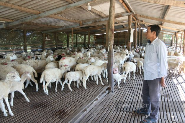 Thịt dê, cừu rớt giá thê thảm, người chăn nuôi Ninh Thuận điêu đứng - Ảnh 4.