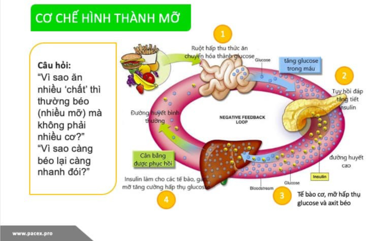 Cơ chế hình thành mỡ bụng. Ảnh: PACEX