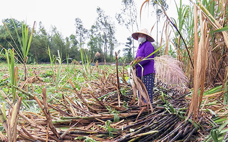 Chặt mía bán giá cao, vì sao nông dân tỉnh Hậu Giang lại không có thêm đồng lãi?