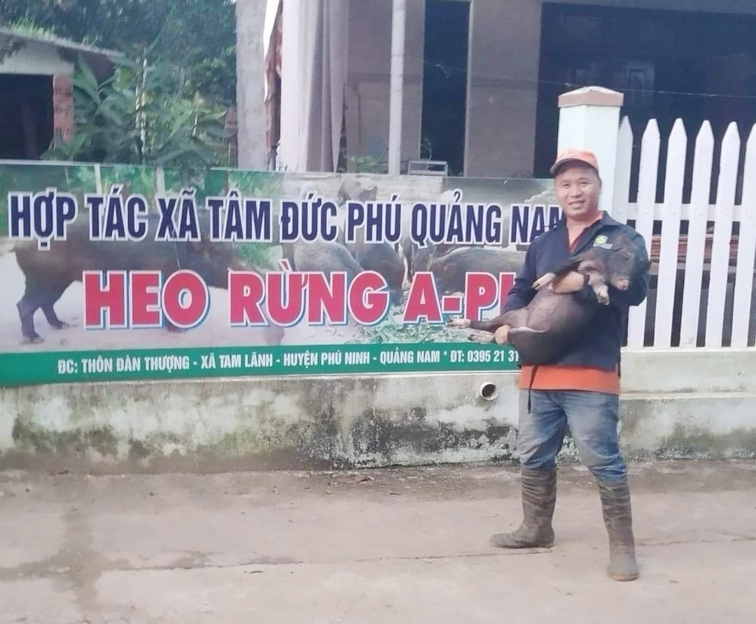 Heo có tên lạ-heo A.Pi ở tỉnh Quảng Nam thực ra là giống heo gì mà nhỏ con thôi nhiều người vẫn thích mua? - Ảnh 1.