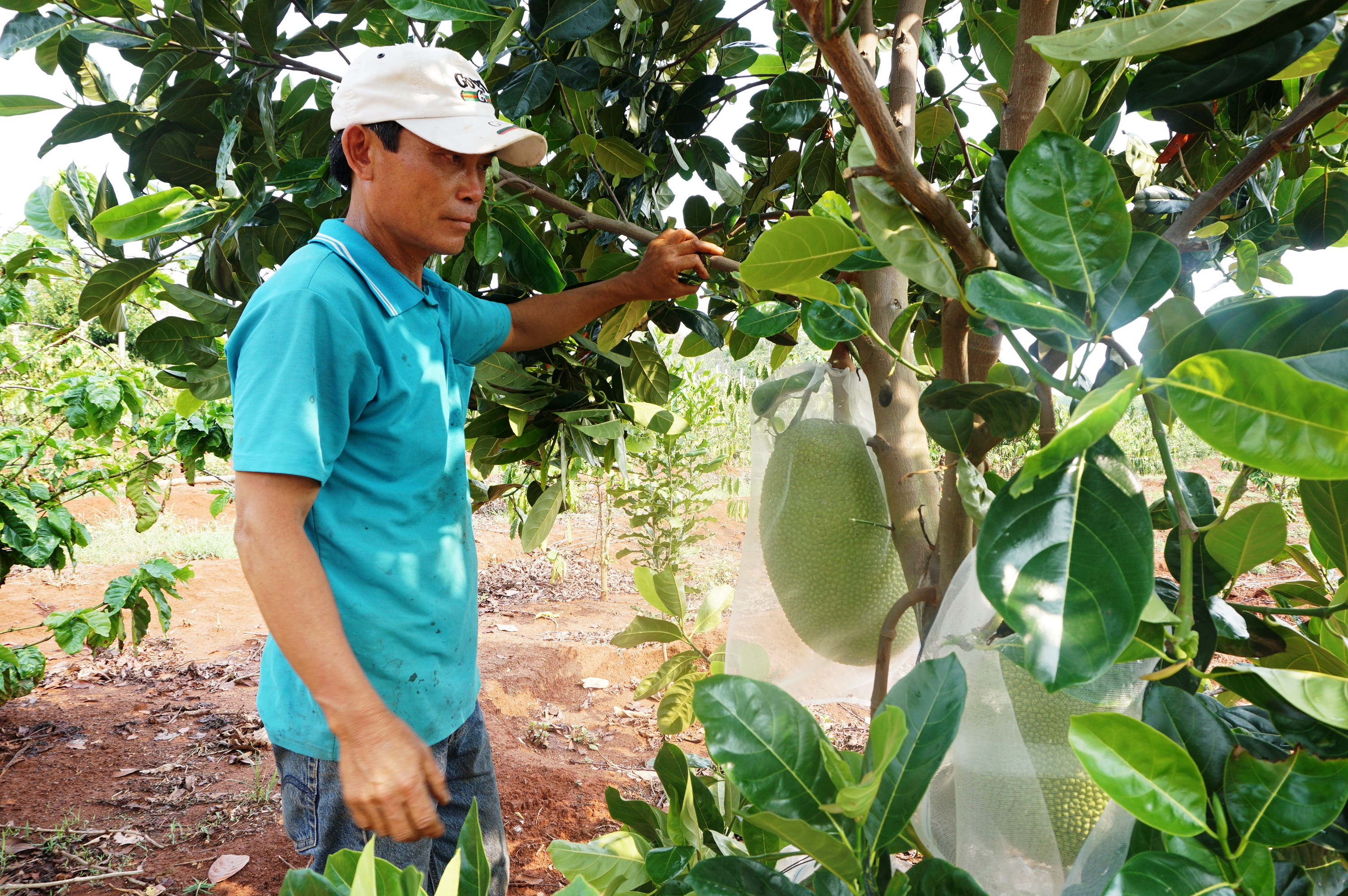 Kon Tum: Vườn &quot;trồng lung tung&quot; mà vẫn kiếm bộn tiền, ông nông dân bất ngờ tiết lộ điều này - Ảnh 1.