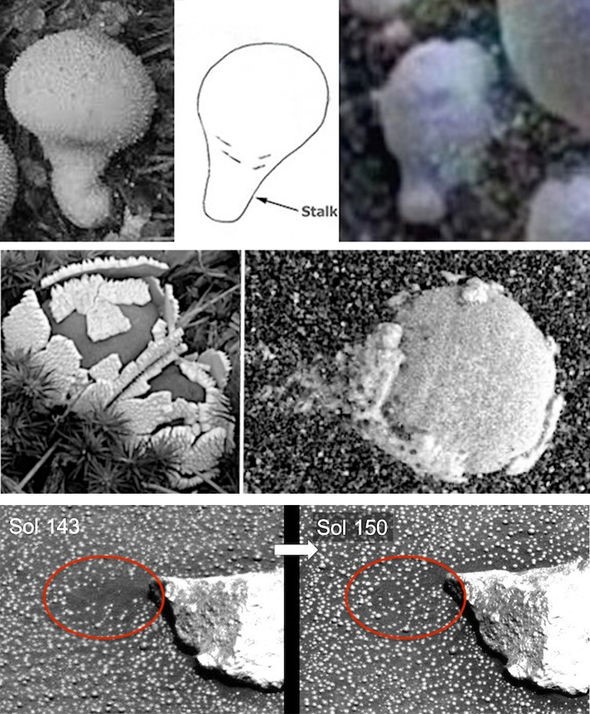 Sốc: Nấm đang phát triển trên Hành tinh Đỏ - Ảnh 2.