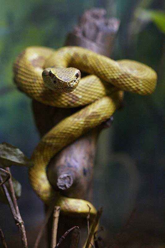 Hòn đảo nguy hiểm nhất thế giới cứ 1m2 có 5 con rắn độc là “nhà” của loài rắn độc nhất thế giới nào? - Ảnh 8.