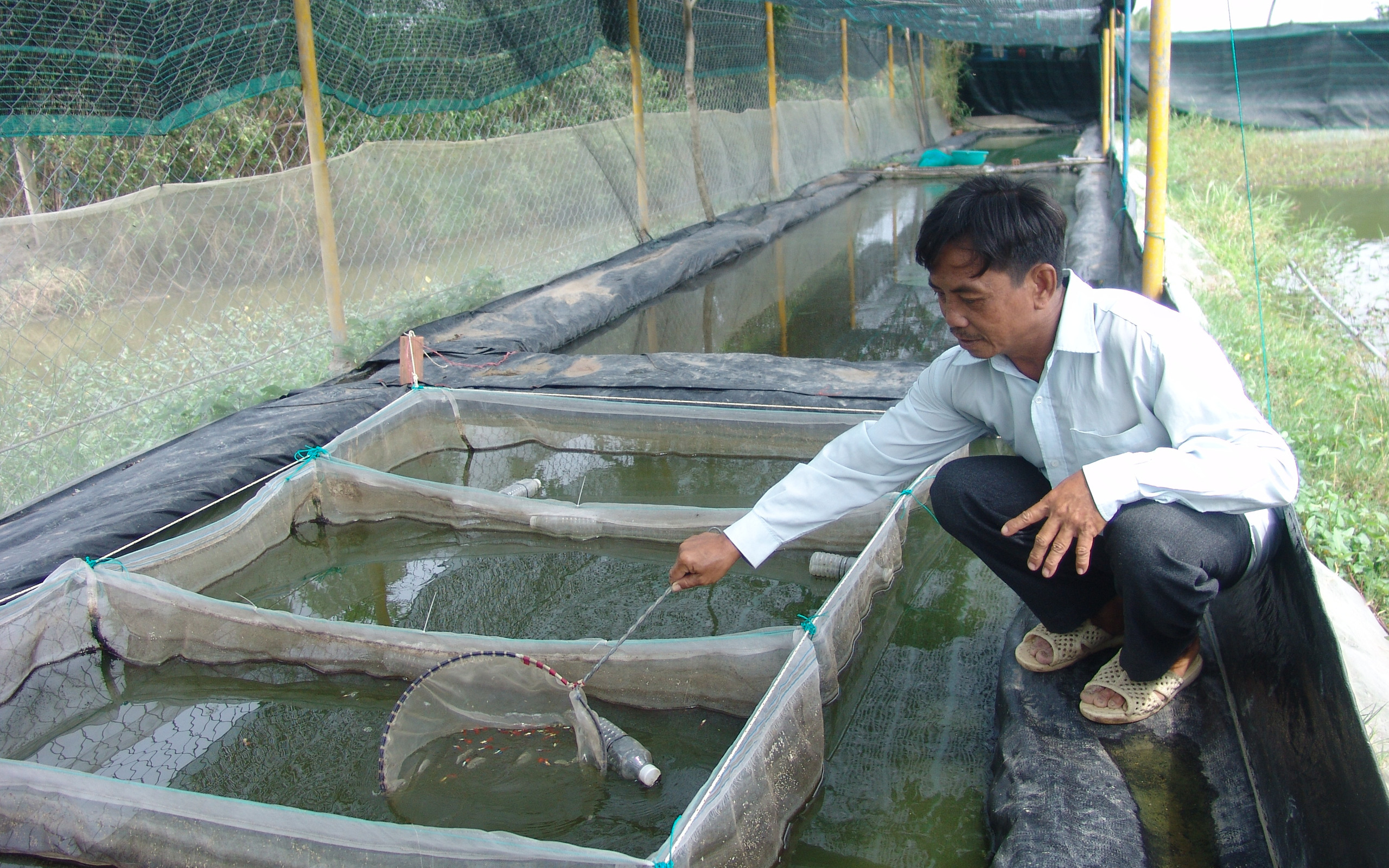 Xây xong công trình phụ để nuôi cá kiểng trên đất nông nghiệp, nông dân mới biết "vướng" quy định
