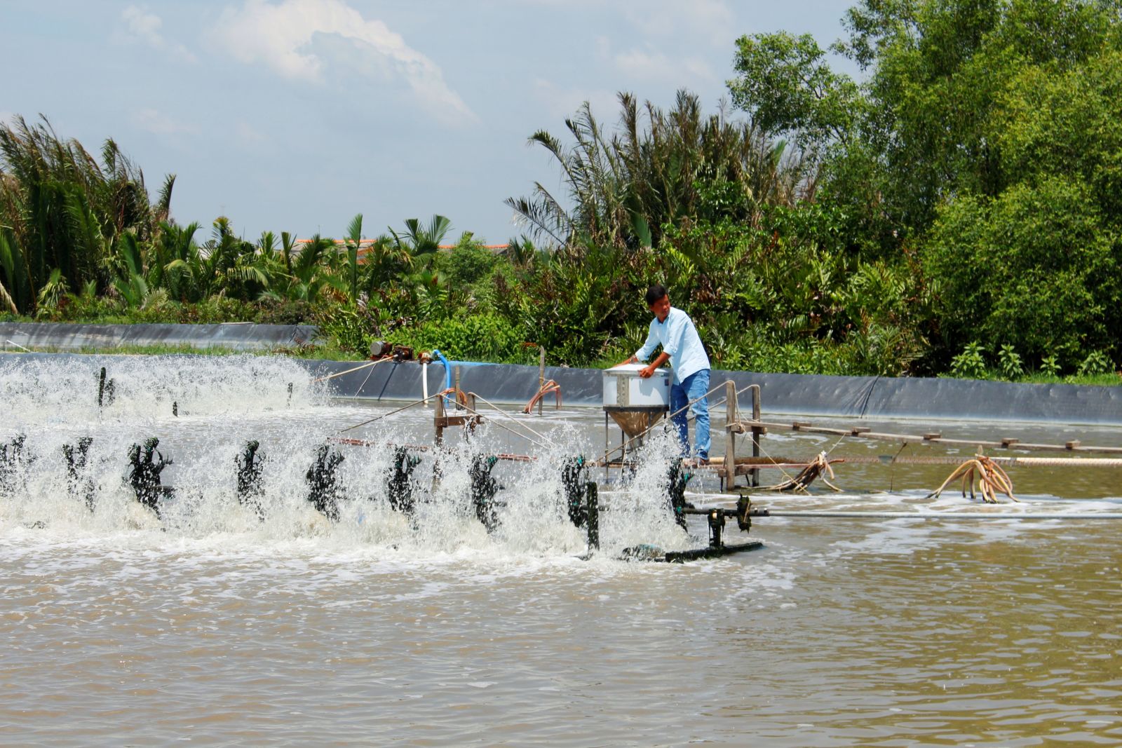 Long An: Vì sao nông dân ở huyện này không dám mạo hiểm nuôi tôm công nghệ cao dù có nhà nuôi được hàng tấn? - Ảnh 1.