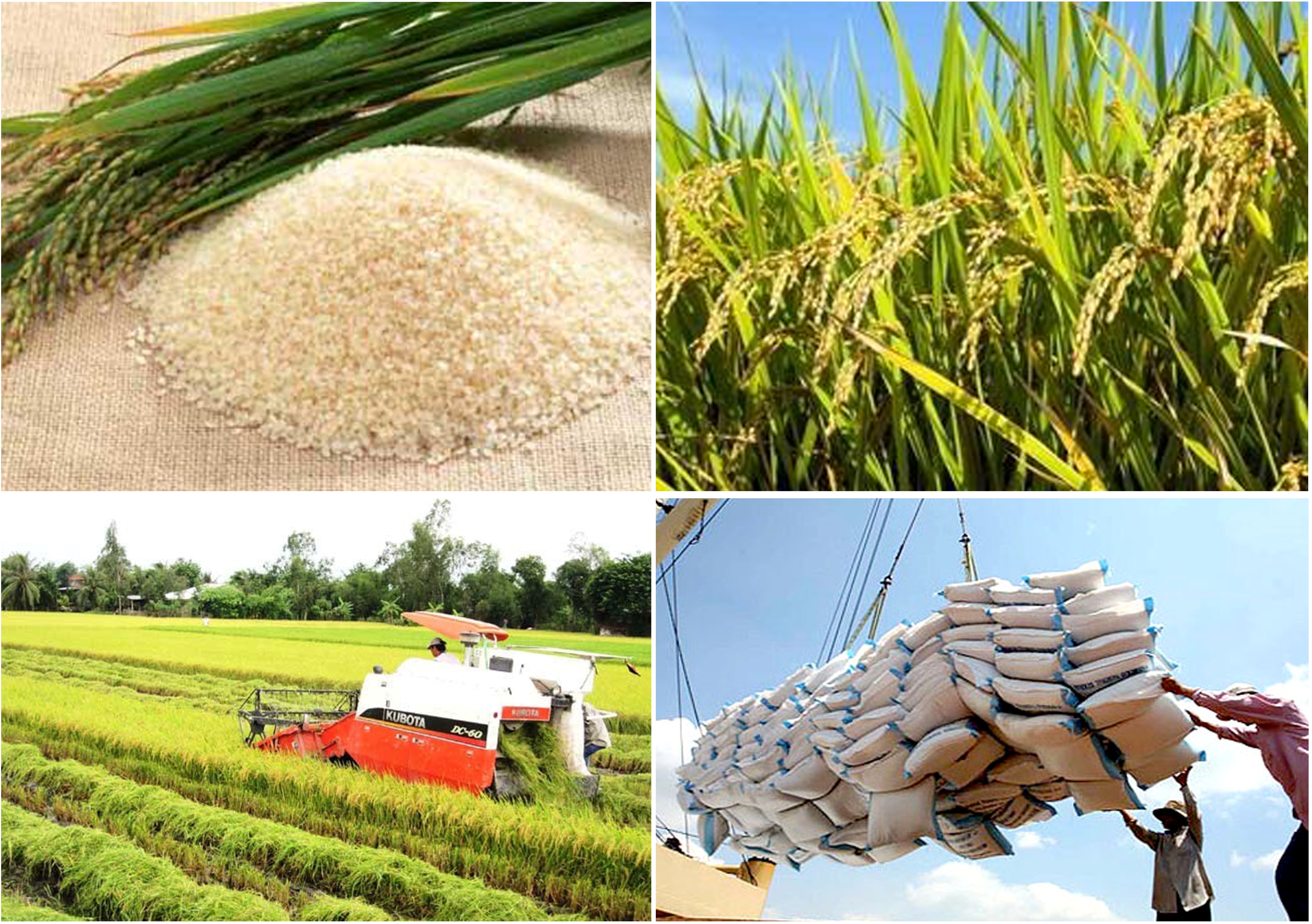 Bộ Nông nghiệp Mỹ dự báo Việt Nam tiếp tục đứng thứ 2 về xuất khẩu gạo - Ảnh 1.