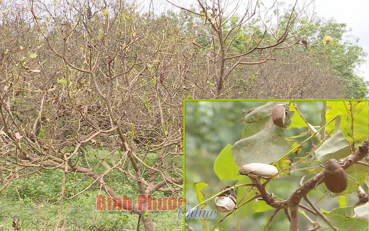 Bình Phước: Con vật gì cứ chập tối bay hàng đàn rợp trời, ăn lá mít, lá điều nhiều hơn cả trâu, bò? - Ảnh 3.