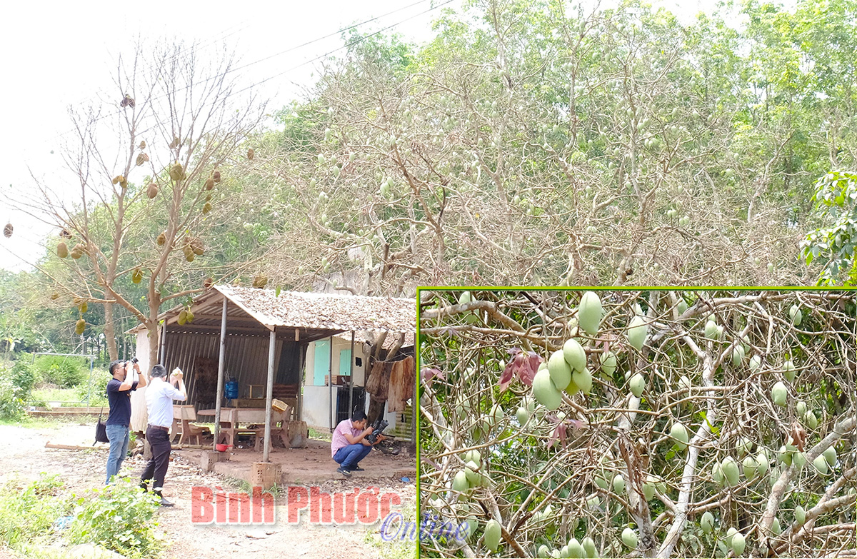 Bình Phước: Con vật gì cứ chập tối bay hàng đàn rợp trời, ăn lá mít, lá điều nhiều hơn cả trâu, bò? - Ảnh 4.