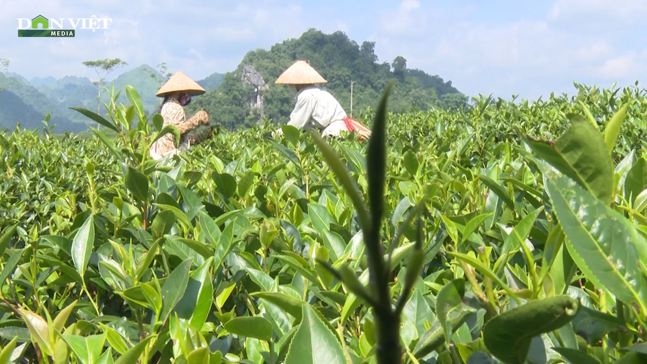 Nông dân vùng cao: Ứng dung công nghệ, kỹ thuật vào sản xuất - Ảnh 3.