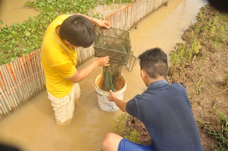 Bất ngờ ao nuôi cua đồng ở tỉnh Đồng Nai, bắt lên toàn cua ngon, vàng ươm - Ảnh 1.