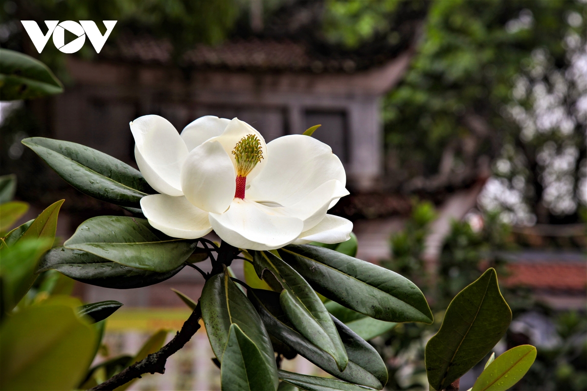 Về chùa Bối Khê chiêm ngưỡng vẻ đẹp tinh khiết của hoa sen đất - Ảnh 2.
