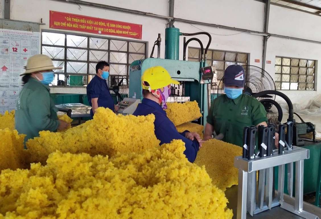 Trồng thứ cây trước đây nhà nào cũng kêu chán, nay cạo mủ bán ai nấy đều bảo làm giàu được - Ảnh 1.