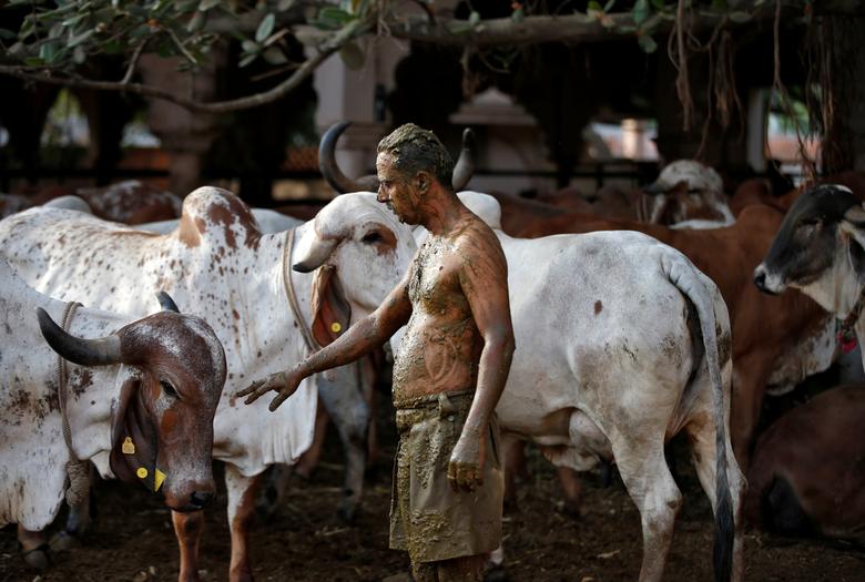 Hình ảnh một số người dân Ấn Độ dùng phân, nước tiểu bò bò để chữa Covid-19 - Ảnh 2.