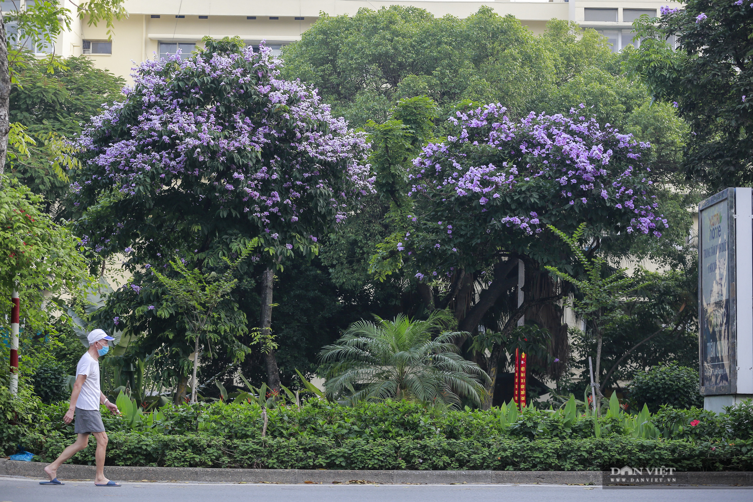 Hoa bằng lăng: loài hoa biểu tượng của sự thủy chung nở rộ khắp đường phố Hà Nội - Ảnh 1.