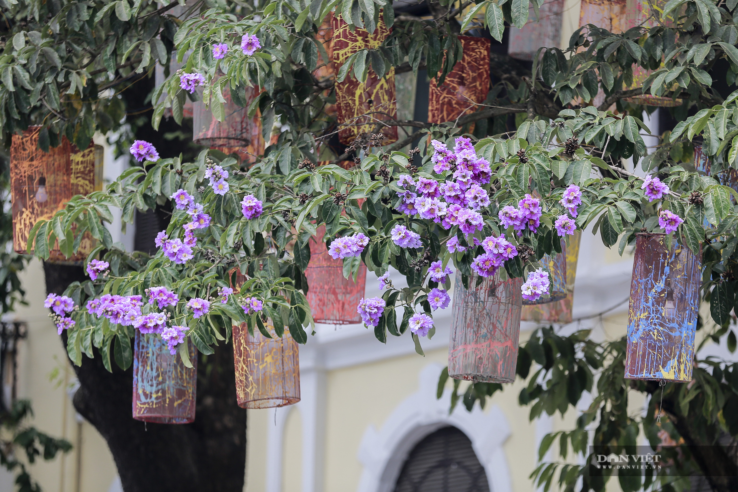 Hoa bằng lăng: loài hoa biểu tượng của sự thủy chung nở rộ khắp đường phố Hà Nội - Ảnh 3.