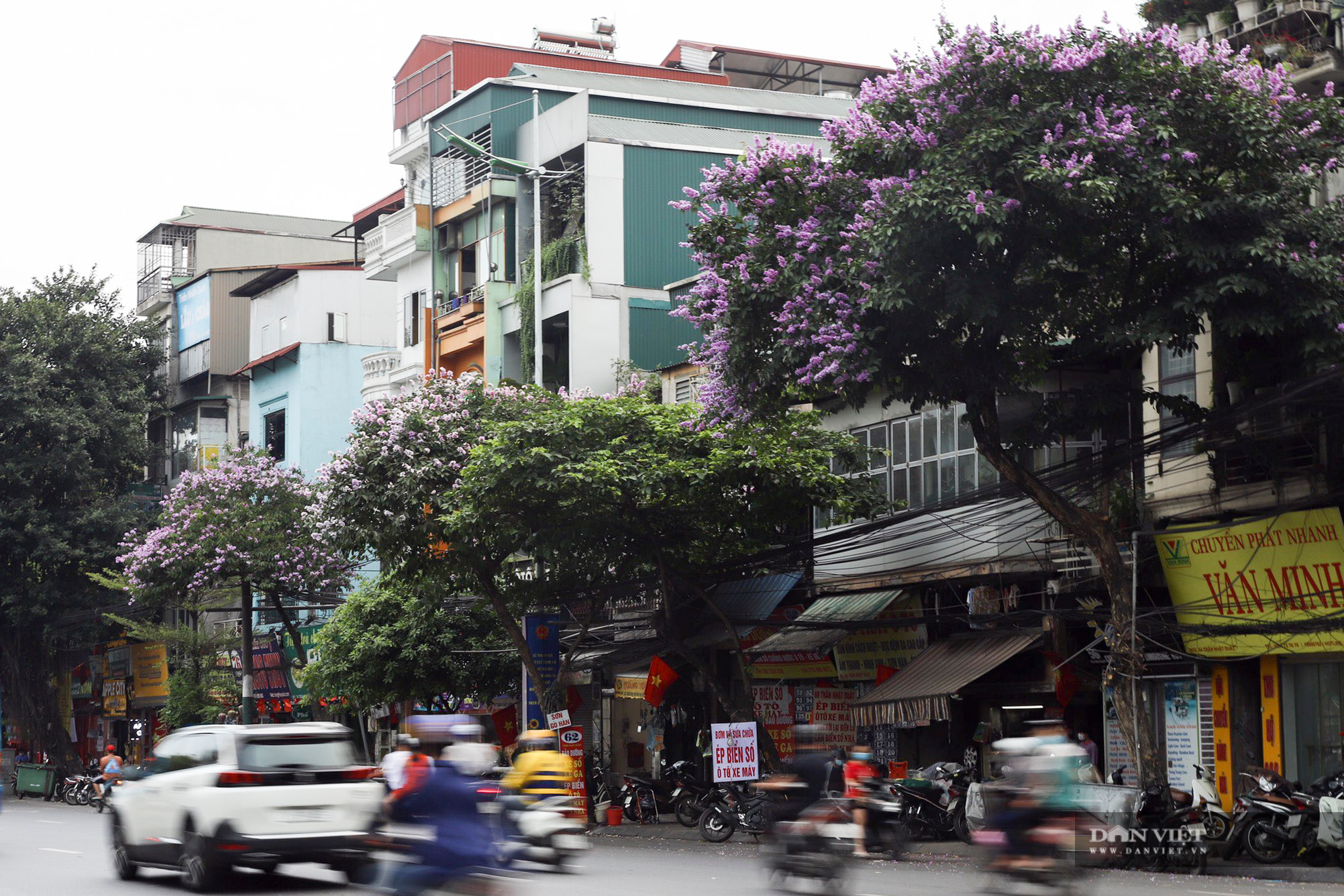 Hoa bằng lăng: loài hoa biểu tượng của sự thủy chung nở rộ khắp đường phố Hà Nội - Ảnh 5.