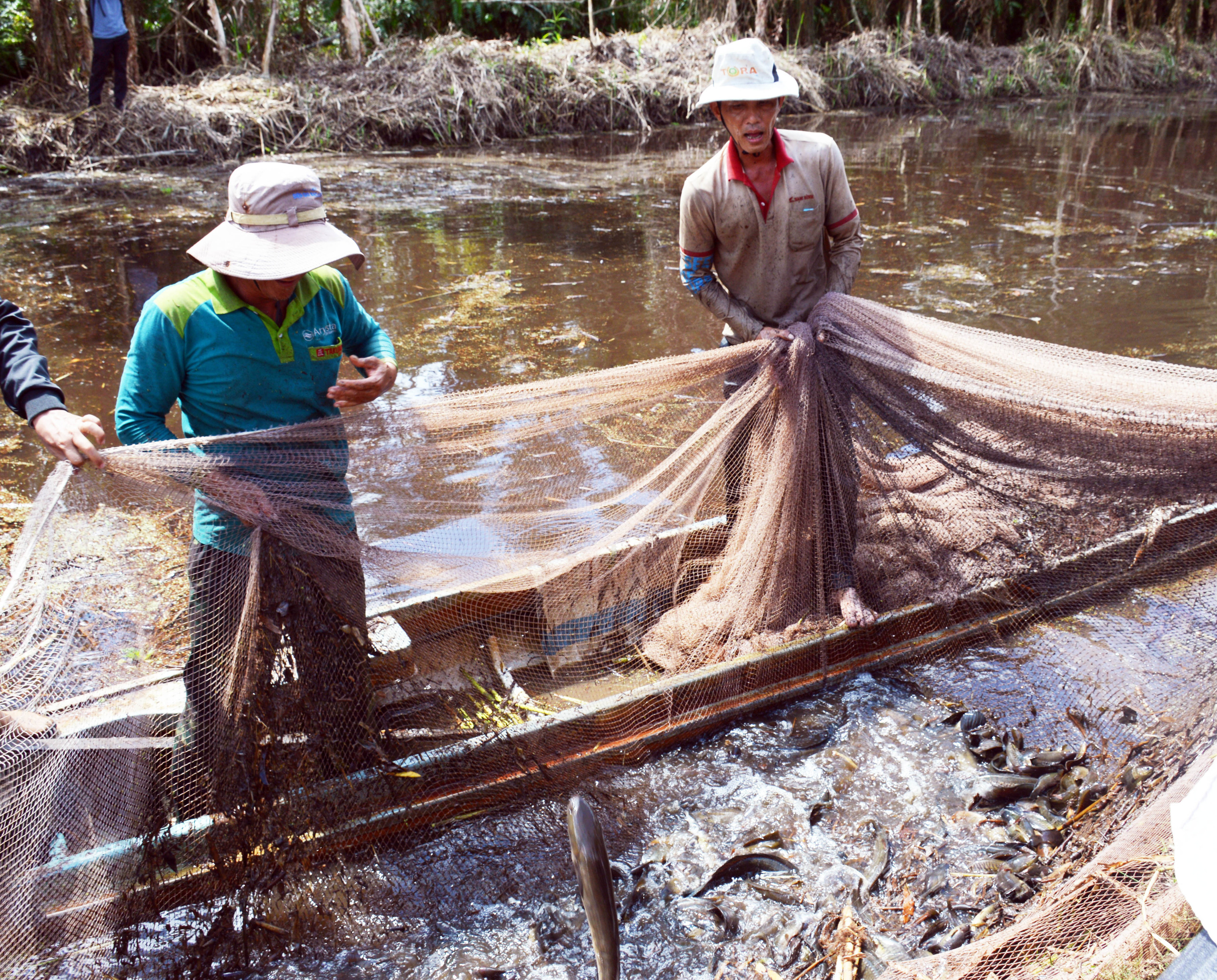 U Minh Hạ - vùng đất huyền bí và trù phú  - Ảnh 5.